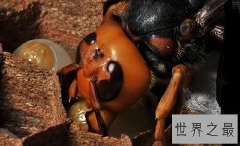 世界上最大的马蜂,它的毒刺居然这样长?