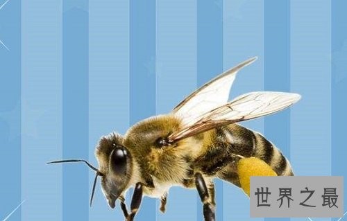 世界上最大的马蜂,它的毒刺居然这样长?