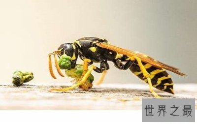 ​世界上最大的马蜂，它的毒刺居然这样长？