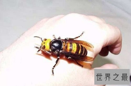世界上最大的马蜂,它的毒刺居然这样长?