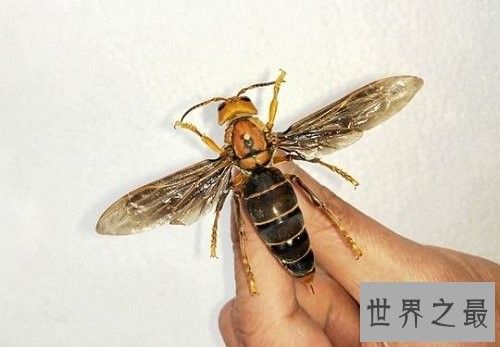 世界上最大的马蜂,它的毒刺居然这样长?