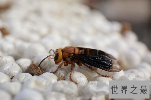 世界上最大的马蜂,它的毒刺居然这样长?