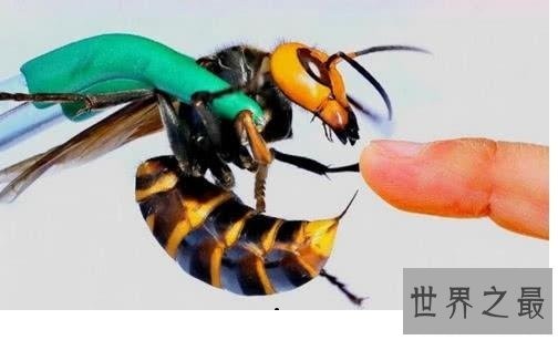 世界上最大的马蜂,它的毒刺居然这样长?