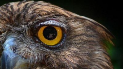 ​世界最奇特的十大动物的眼睛，你见过几种？