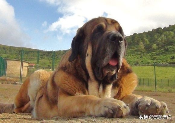 世界第一獒王2亿(图文赏析世界公认的第1獒王)