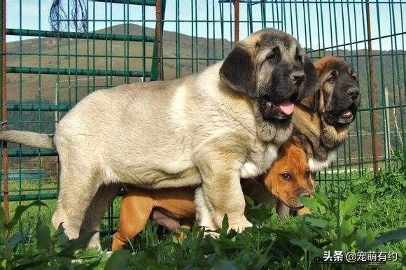 世界第一獒王2亿(图文赏析世界公认的第1獒王)