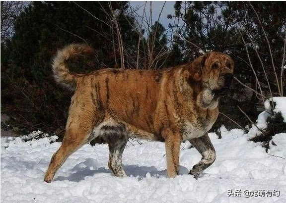 世界第一獒王2亿(图文赏析世界公认的第1獒王)