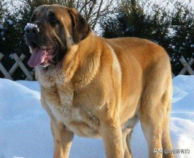 世界第一獒王2亿(图文赏析世界公认的第1獒王)