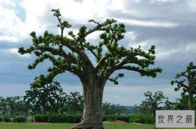世界上最神奇的吸血植物,一碰之后就能吸光你的血