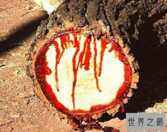 世界上最神奇的吸血植物,一碰之后就能吸光你的血