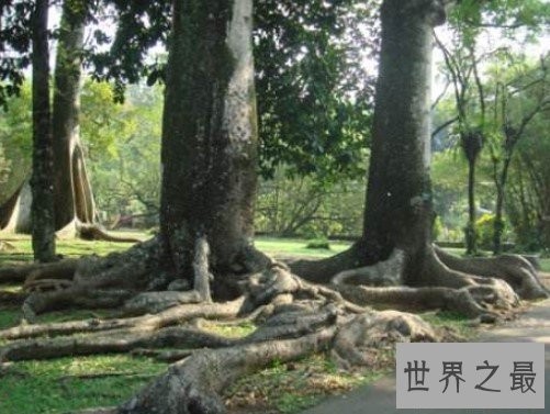 世界上最神奇的吸血植物,一碰之后就能吸光你的血