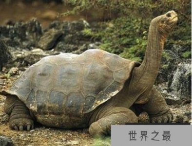 ​世界上最大的陆龟：加拉帕戈斯象龟，体长1.2米，寿命200岁