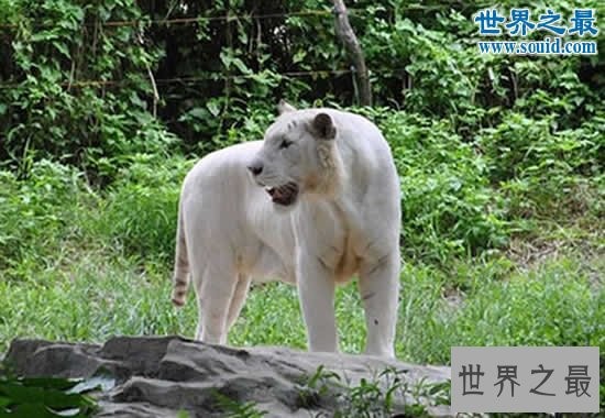 世界上最白的老虎,纯白虎(超可爱的老虎)