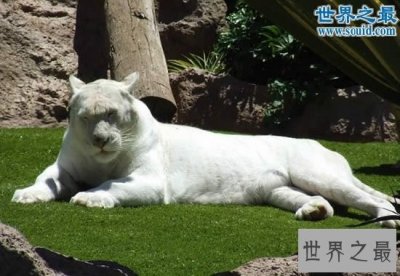 ​世界上最白的老虎，纯白虎(超可爱的老虎)