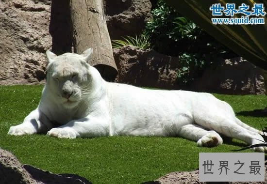 世界上最白的老虎,纯白虎(超可爱的老虎)