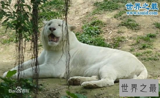 世界上最白的老虎,纯白虎(超可爱的老虎)