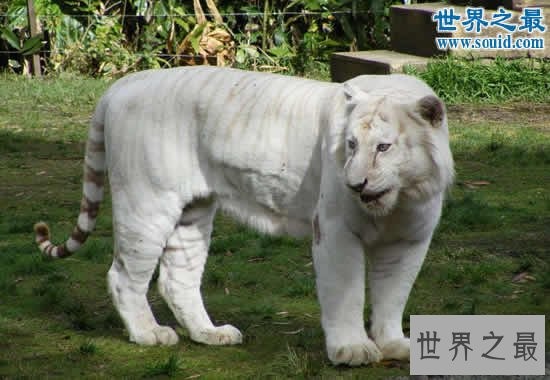 世界上最白的老虎,纯白虎(超可爱的老虎)