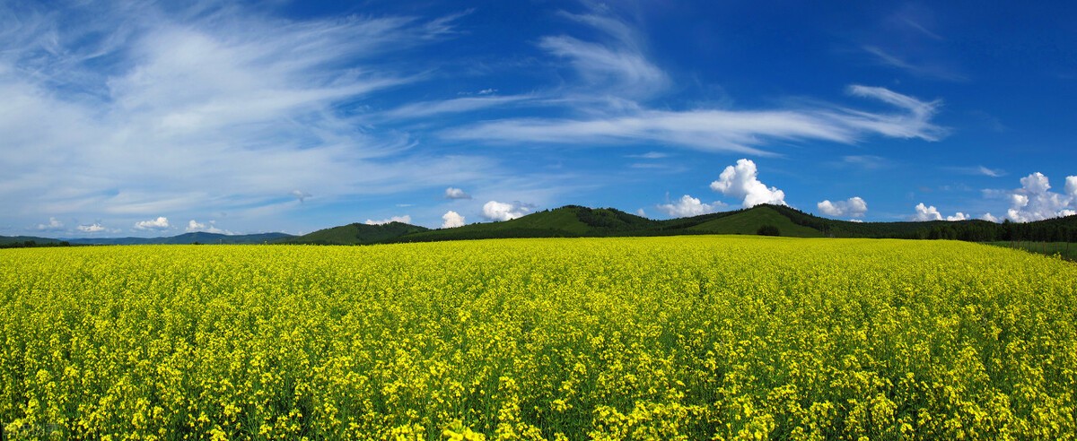 中国最大的草原是哪个草原（东北平原面积三十五万平方公里）(2)_
