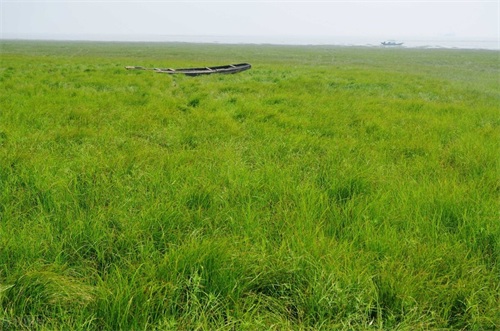 中国最大的草原是哪个草原（东北平原面积三十五万平方公里）(6)_