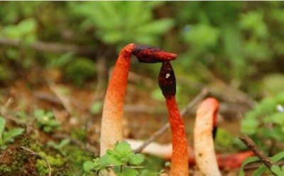 ​红鬼笔又喊干鸡屎菌，形状长得xx男子吃了能壮阳