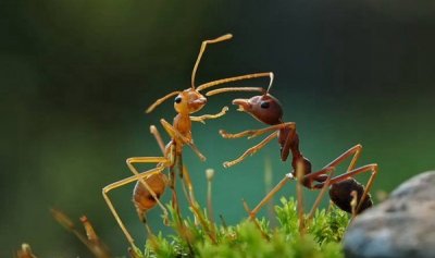 ​真实的两维生物是什么?蚂蚁是两维生物吗（三维生物）