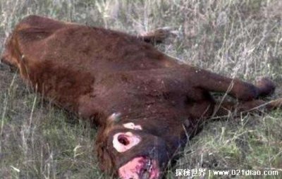 ​揭秘美国外星人屠牛事件真相，有可能就是人为的