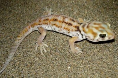 ​伊犁沙虎:一种长于掘洞的戈壁守宫_最长可掘80厘米