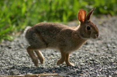 ​新英格兰棉尾兔:一种尾似棉花团的兔子_只在美国涌现