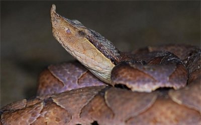 ​世界上有剧毒的蛇被称为五步蛇 (很高的毒性)