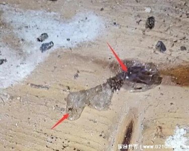 ​蛇会上厕所吗，会(跟鸟类相似都是屎尿齐出)