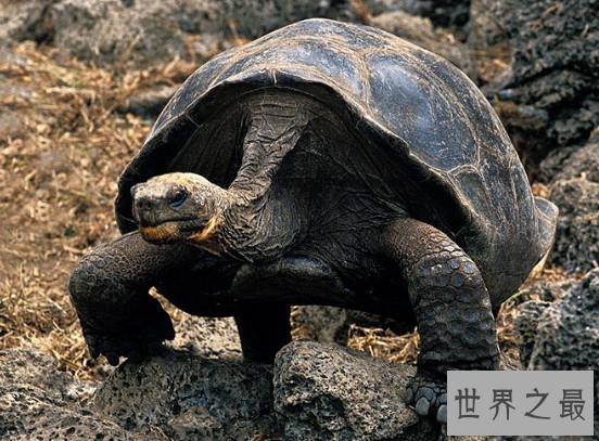 世界仅存加拉帕戈斯象龟去世，人类再一次看着物种灭绝