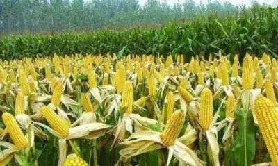 ​世界上生产玉米最多的国家
