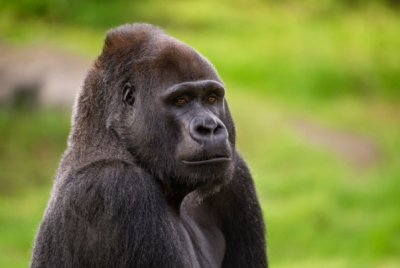 ​世界上最聪明的动物：黑猩猩(灵长目人科动物)