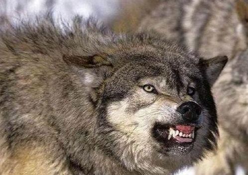 世界上最大的狼，也是唯一一种可以与大型猫科动物硬扛的狼