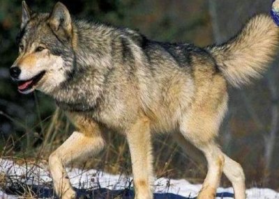 ​世界上最大的狼，也是唯一一种可以与大型猫科动物硬扛的狼