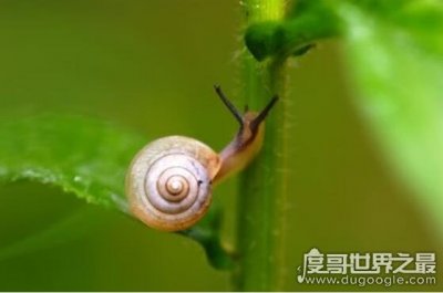 ​蜗牛有多少颗牙齿，总共25600颗(乃世界上牙齿最多的动物)