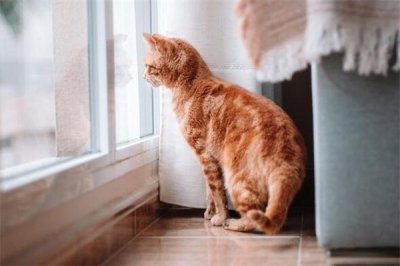 ​橘猫多少钱一只?最低几十元左右(繁育能力强)