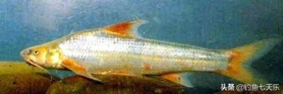 ​失去最后的栖息地，黄河“鸽子鱼”面临灭绝危险！如何保护才行？