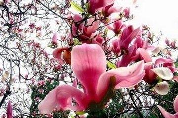 河南南阳十大著名特产，知道一半算你厉害