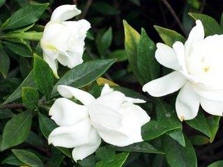 河南南阳十大著名特产，知道一半算你厉害