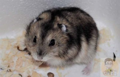 ​大叔小宠讲堂之加卡利亚仓鼠品种介绍