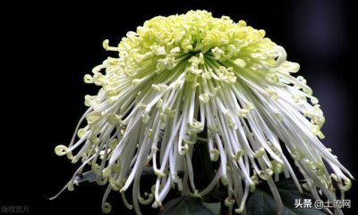 ​植物种子的传播方式有哪些？10种植物的传播方式介绍