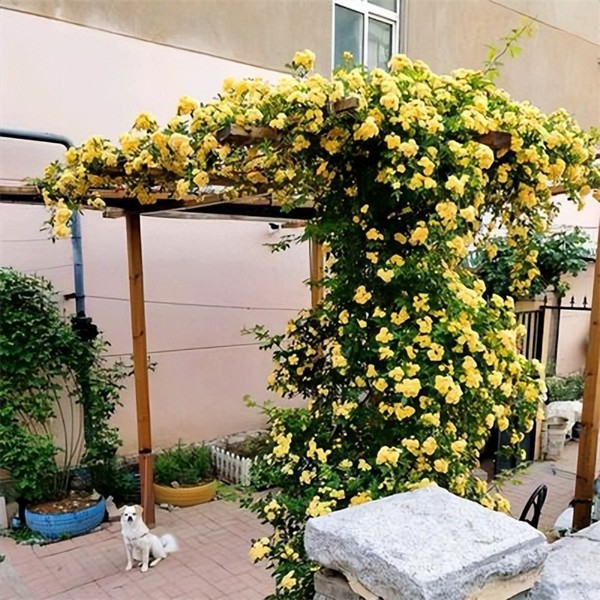 黄木香花为什么不能种(黄木香花寓意不好)