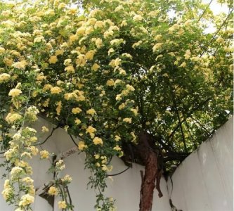 ​黄木香花为什么不能种(黄木香花寓意不好)