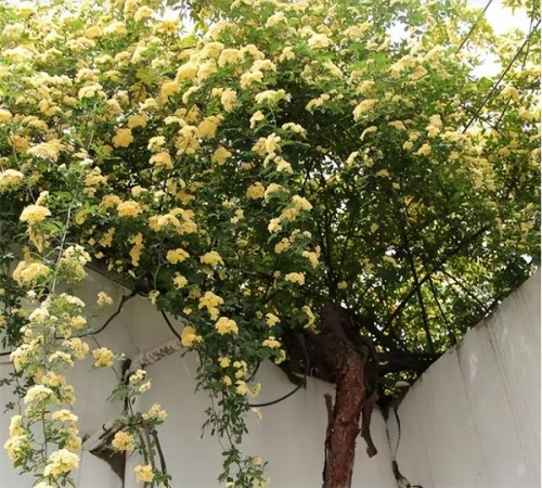 黄木香花为什么不能种(黄木香花寓意不好)