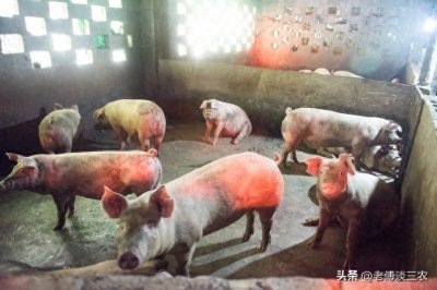 ​2023年农村养猪户，养猪还能赚钱吗？老养猪人说出了心里话