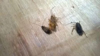 ​什么动物听觉最好听觉最灵敏的十大动物