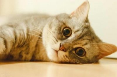 ​红尾黑鲨吃小鱼吗？红尾黑鲨吃水草吗？