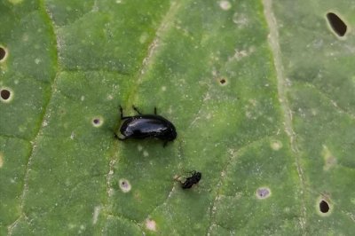 ​白菜跳甲进入高发季节，危害严重，记住这4个配方，可轻松搞定