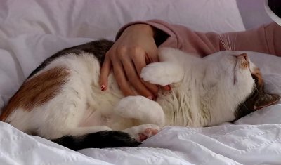 ​千万别跟猫“同睡”，不是胡说，而是过来人的教训！